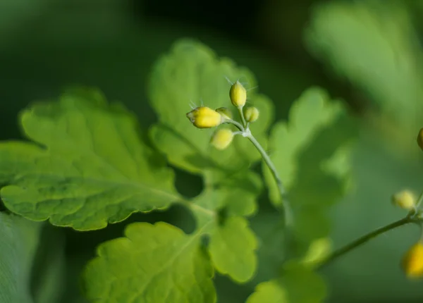 Wild meadow flowers photo — Stock Photo, Image