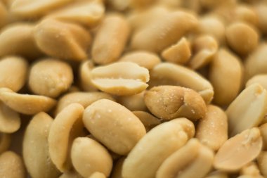 Fıstık fotoğraf tohumları