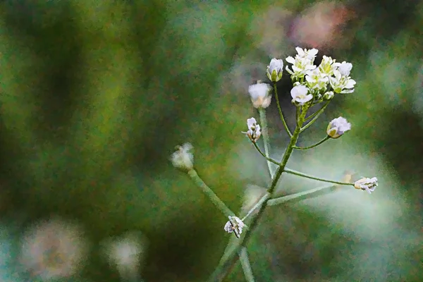 Wilde weide bloemen kunst. — Stockfoto