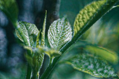 Vahşi çayır çiçek. Dijital sanat fotoğraf resim. Büyük sanatsal vuruş ne zaman yakınlaştırma.