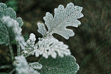 Vahşi çayır çiçek. Dijital sanat fotoğraf resim. Büyük sanatsal vuruş ne zaman yakınlaştırma.