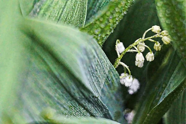 Wiesenblumen. Digitale Kunstmalerei aus Foto. große künstlerische Striche beim Zoomen. — Stockfoto