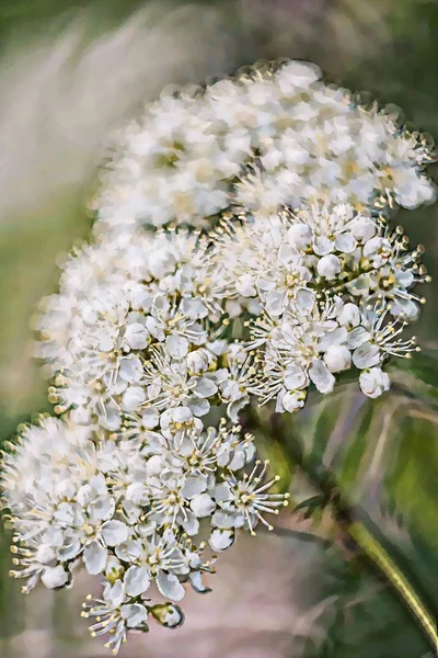 Bloemen van de wilde weide. Digitale kunst schilderij van foto. Grote artistieke slagen wanneer zoom. — Stockfoto