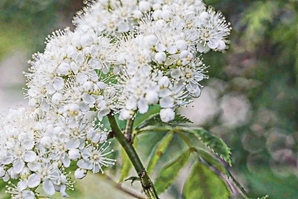 野生草甸花。数字艺术绘画从照片。变焦时的大艺术笔触. — 图库照片