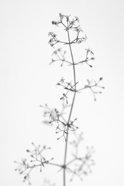 Alan derinliği ile bitki nesne siyah ve beyaz macrophoto