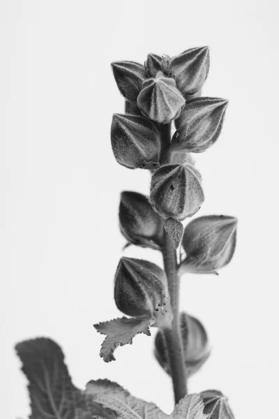 Чорно-біла макрофотографія рослинного об'єкта з глибиною різкості — стокове фото