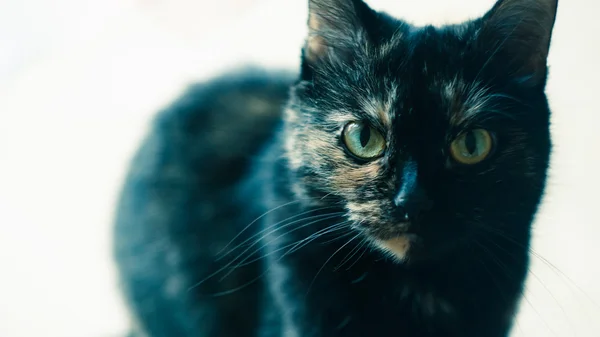 Kot w domu pieścić Fotografia — Zdjęcie stockowe
