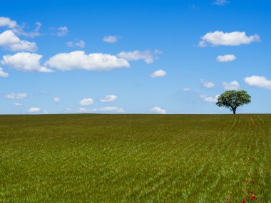 alanda yalnız ağaç