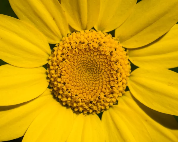 Macro foto de margarita amarilla —  Fotos de Stock