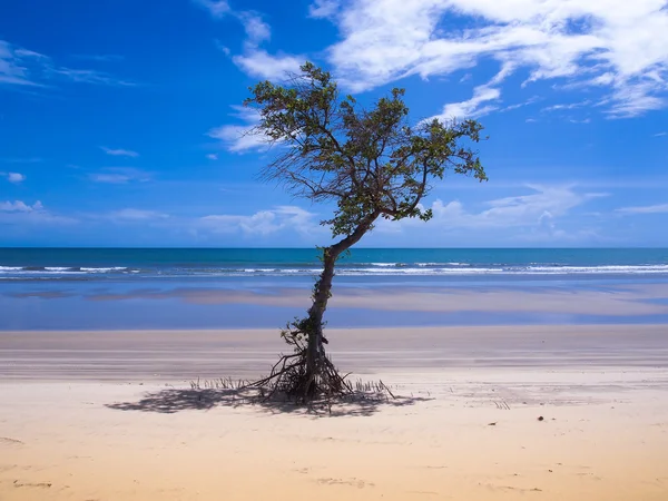 Boom in het strand — Stockfoto