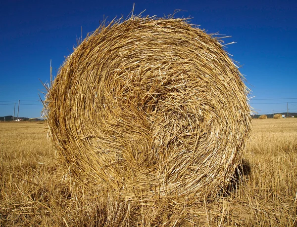 Stengel van stro in veld — Stockfoto