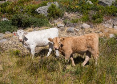 İki genç mutlu buzağı 
