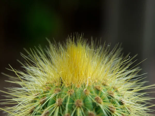 Kaktüs bitki detay — Stok fotoğraf