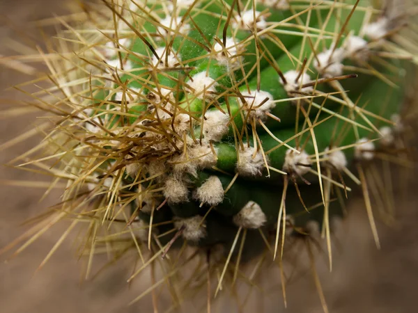 Kaktüs bitki detaylar — Stok fotoğraf