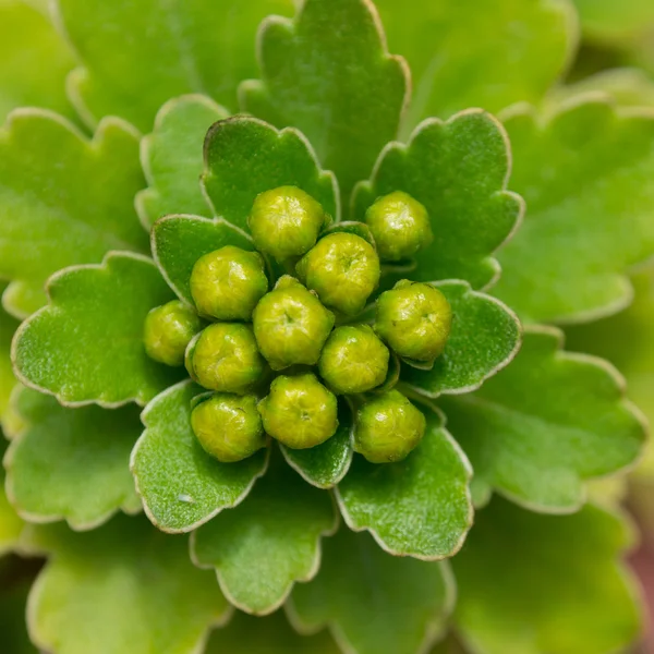 Yeşil bitki makro — Stok fotoğraf