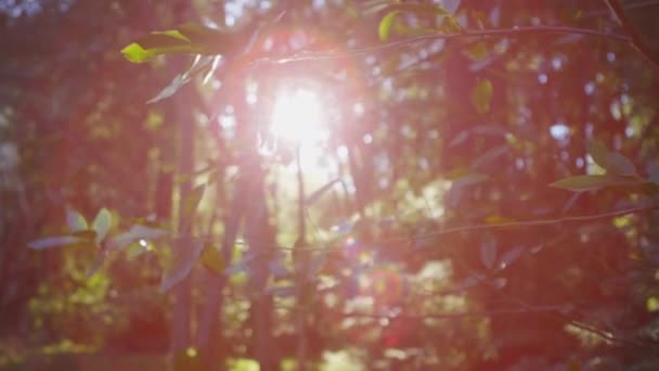 El sol se filtra a través de las hojas en un bosque — Vídeos de Stock