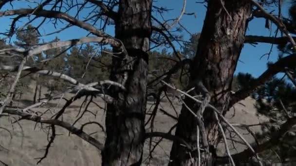Ramas de árboles para mostrar alces en un bosque — Vídeos de Stock