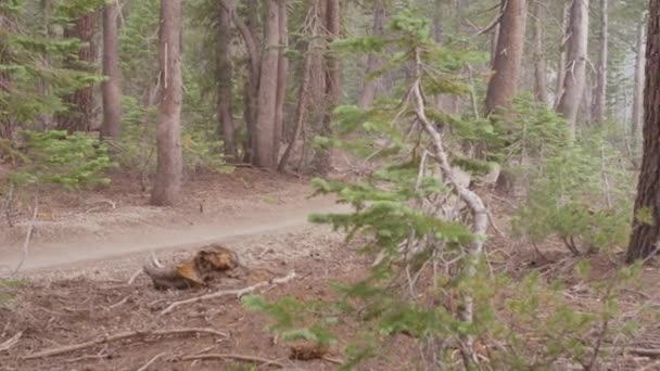 Mountain bikers race på en väg genom en skog — Stockvideo