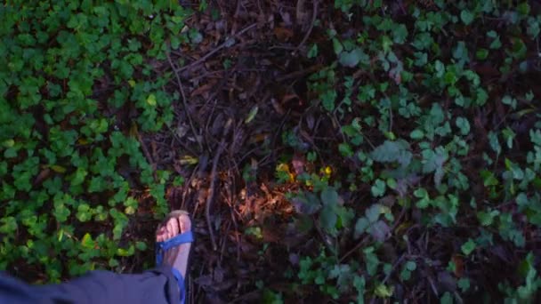 Lábak séta egy ösvényen az erdő — Stock videók