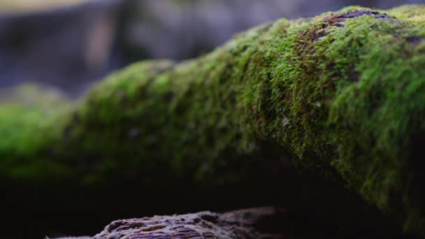 Moss covered log — Stock Video