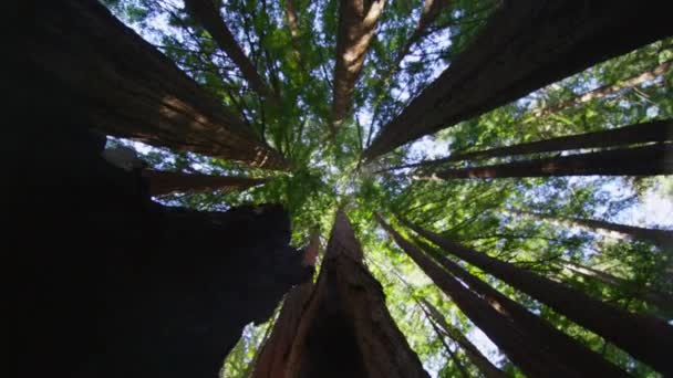 Spin kijken op bomen — Stockvideo