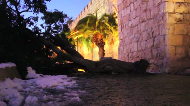 Mensen gaan rond een omgevallen boom in Jeruzalem in de schemering — Stockvideo