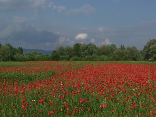 Schönes Feld von Wildblumen — Stockvideo