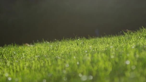 Grama cultivada em um campo de golfe — Vídeo de Stock