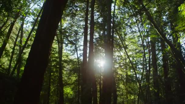 Filtros solares através de árvores altas — Vídeo de Stock