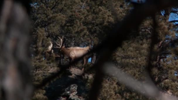 Ein Hirsch wird durch den Wald gesichtet — Stockvideo