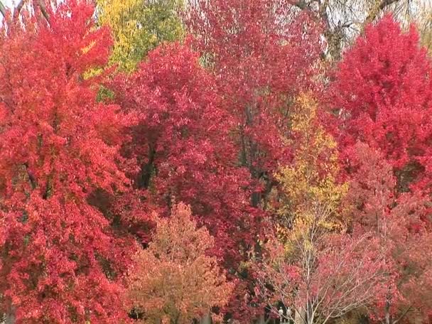 Kleurrijke herfst bomen — Stockvideo
