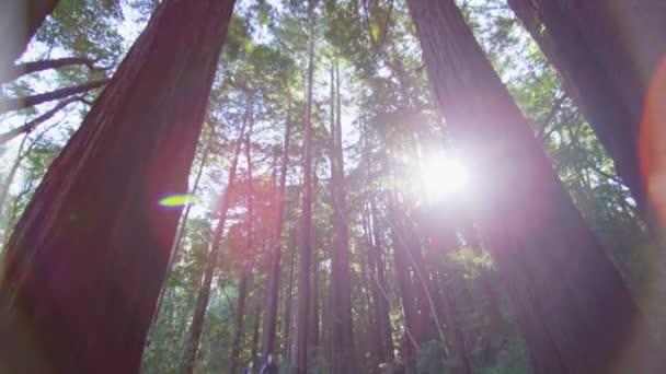 Cuplu de mers pe jos într-o pădure — Videoclip de stoc