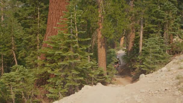 Гірський велосипедист їде через ліс — стокове відео