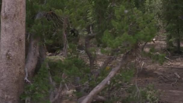 Een mountainbiker rijdt in een forest — Stockvideo