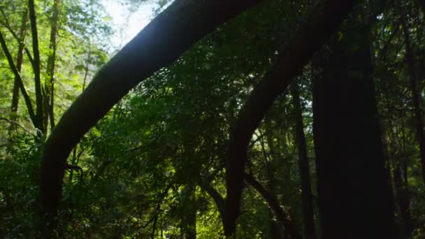 Φίλτρα του ήλιου μέσα από ψηλά δέντρα — Αρχείο Βίντεο
