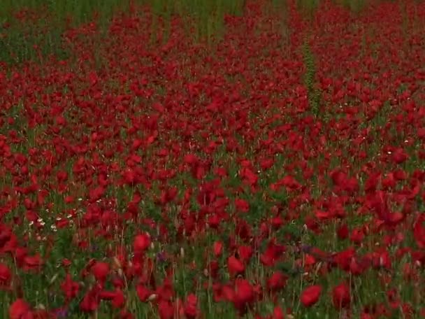 Beautiful field of wildflowers — Stock Video
