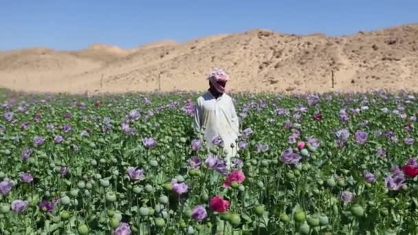 Mann steht in Opiumfeldern — Stockvideo