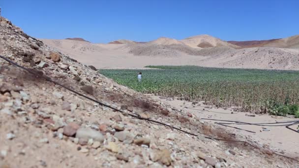 Campos de papoula de ópio e homem árabe — Vídeo de Stock