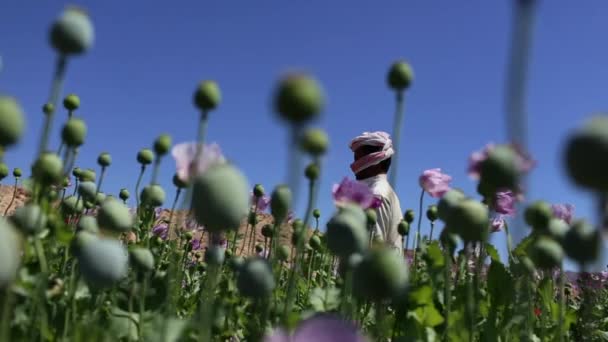 Opium poppies growing in a Middle Eastern country — Stock Video