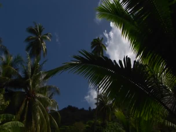 Um tiro de ângulo baixo de folhagem da selva tropical e céu azul . — Vídeo de Stock