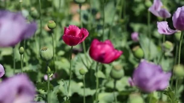 As flores de papoula crescem em um campo — Vídeo de Stock