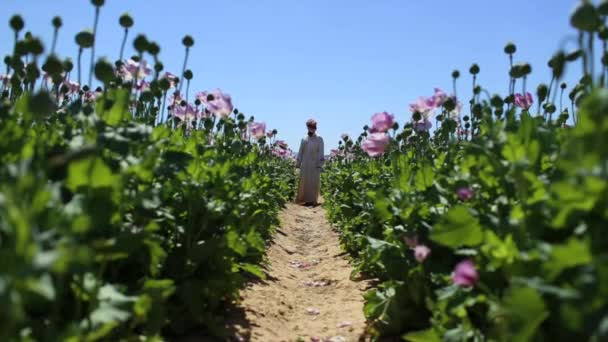 Homem está em campos de ópio — Vídeo de Stock