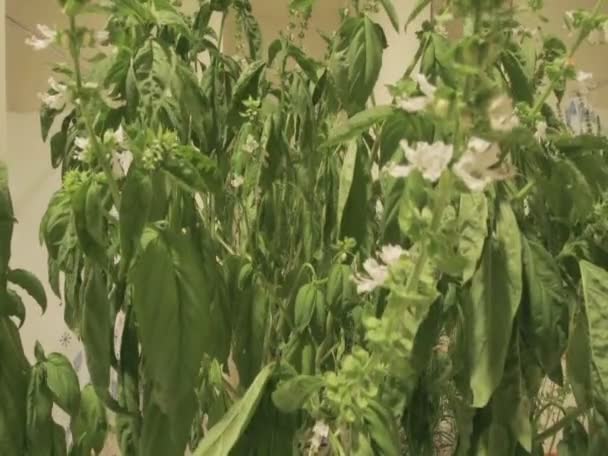 Planta à medida que cresce e floresce — Vídeo de Stock