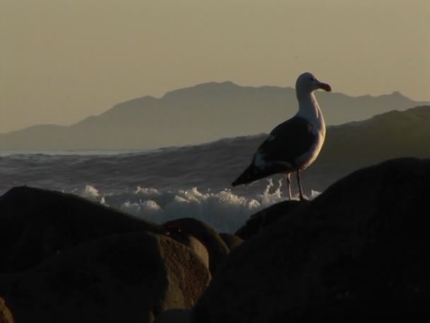 Surfistas montan olas — Vídeo de stock