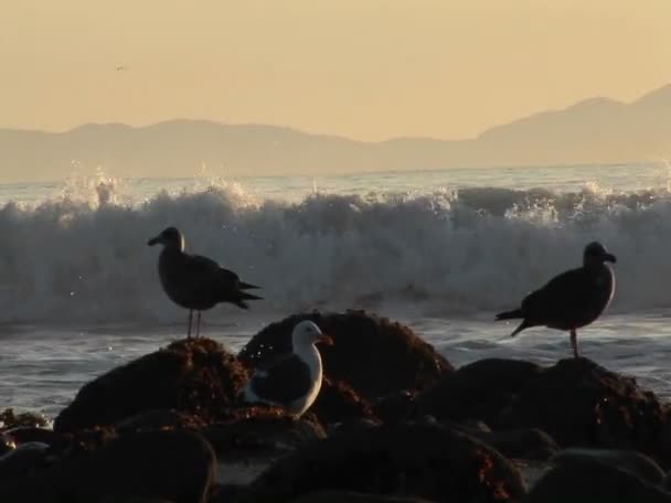 Las olas rompen en una playa detrás de las gaviotas — Vídeos de Stock