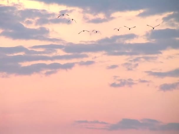 Troupeau d'oiseaux survolant Kampala — Video