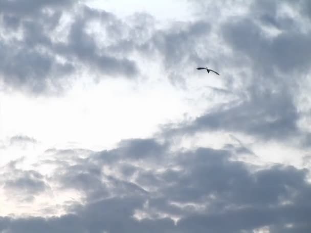 鸟飞向黑暗的天空 — 图库视频影像