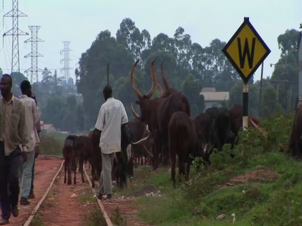 Hommes élevant du bétail le long d'un chemin de fer — Video