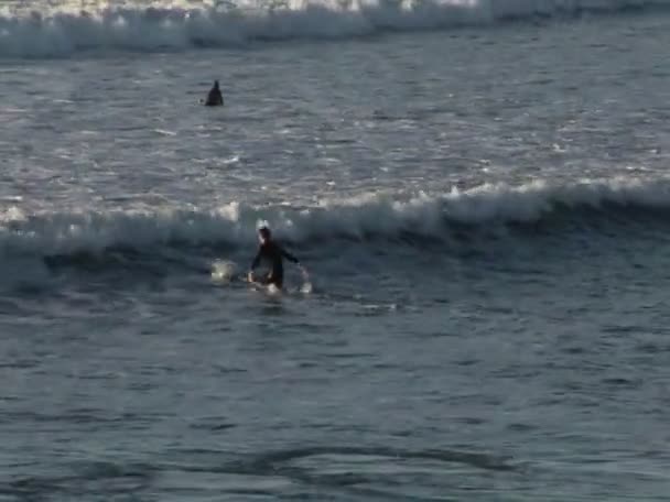 I surfisti cavalcano onde oceaniche — Video Stock