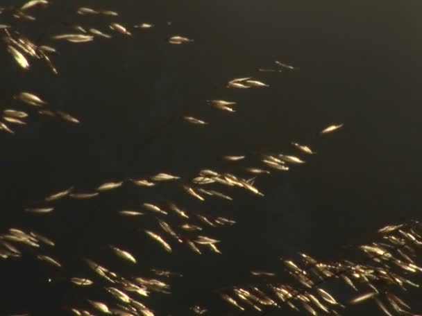 Пасма траві або пшениці сяють у ранковому сонці — стокове відео